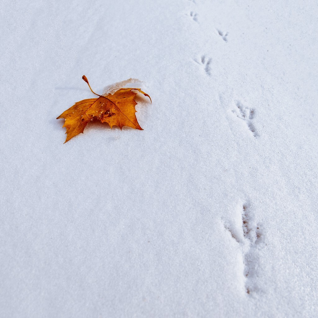 人生到处知何似，应似飞鸿踏雪泥
