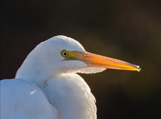 4476060
