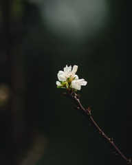 244748
