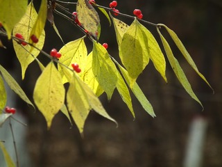 DSCF0370