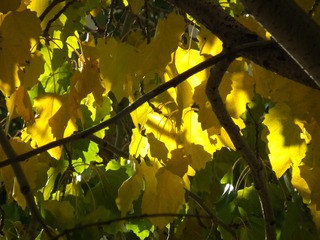 DSCF0352