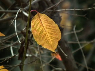 DSCF0376