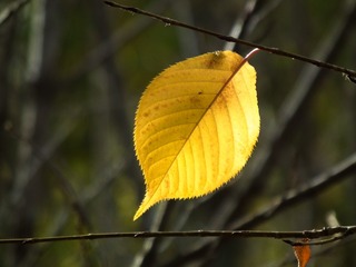 DSCF0378