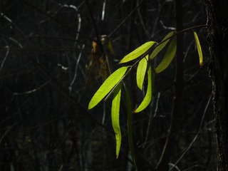 DSCF0385