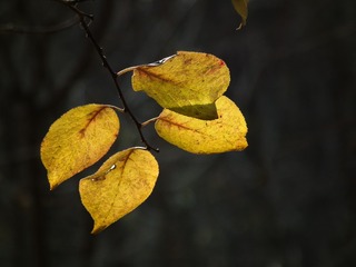 DSCF0394