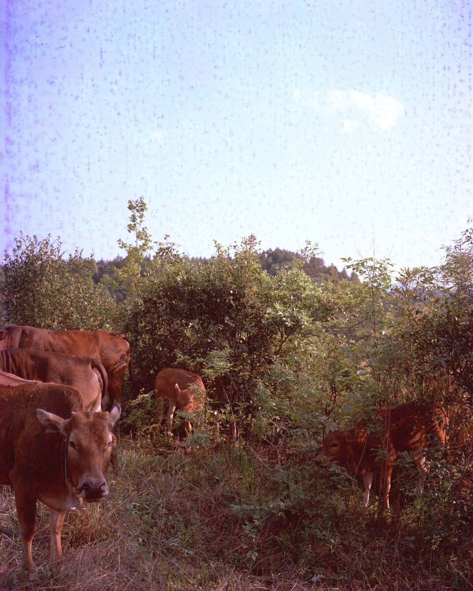 2015年，在山顶尺寸的耕牛。Mamiya 7II + 85/4，过期柯达120负片。