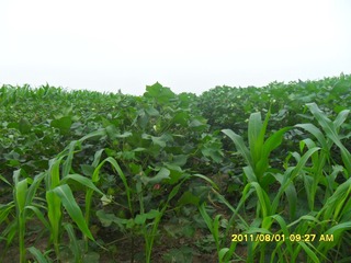 SAM_0525