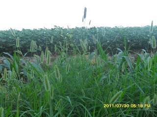 SAM_0414