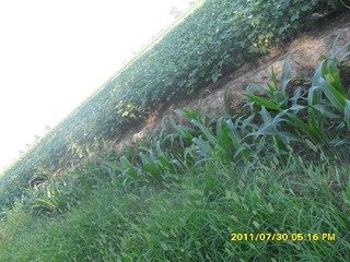 SAM_0411