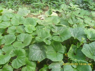 SAM_0446