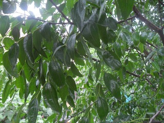 SAM_0659