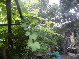 SAM_0672