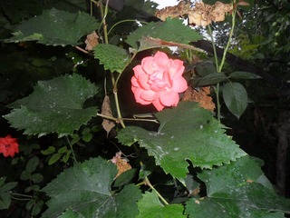SAM_0710