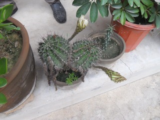 SAM_0735