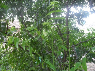 SAM_0661