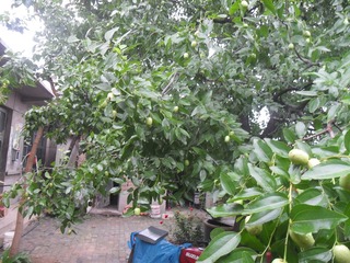 SAM_0666