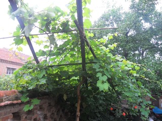 SAM_0670