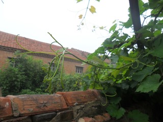 SAM_0671