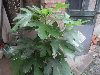 SAM_0720