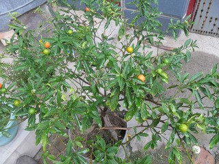 SAM_0737