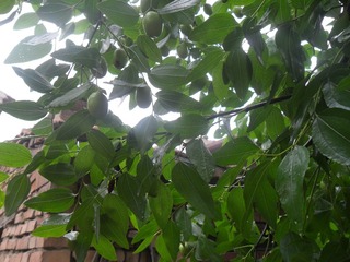 SAM_0664