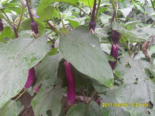 SAM_0649