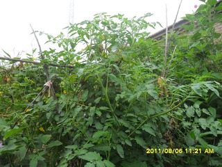 SAM_0651