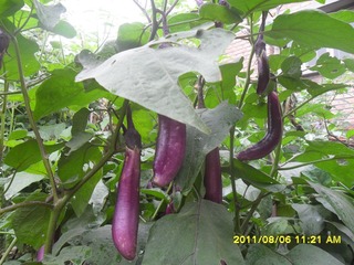 SAM_0650