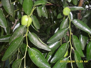 SAM_0654