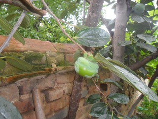 SAM_0663