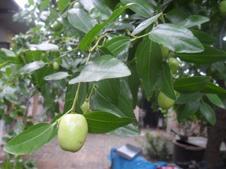 SAM_0667
