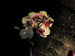 照片 009.jpg