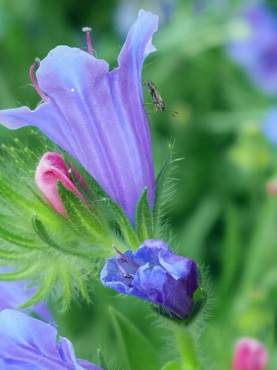 清新雅致的小兰花