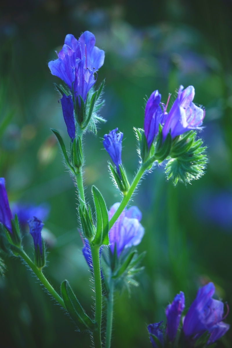 清新雅致的小兰花
