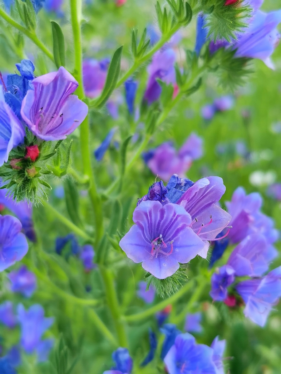 清新雅致的小兰花