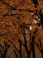 688B317F-7BDF-4794-AC52-3818C0C45C82/L0/001