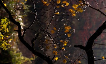 IMGP5960-2