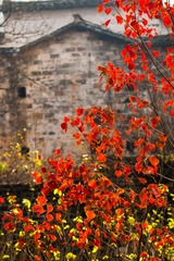 IMGP5978-1