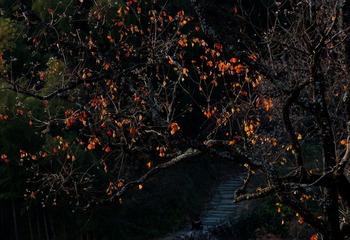 IMGP6126-1