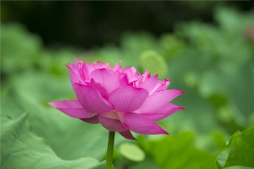 IMGP84142.jpg