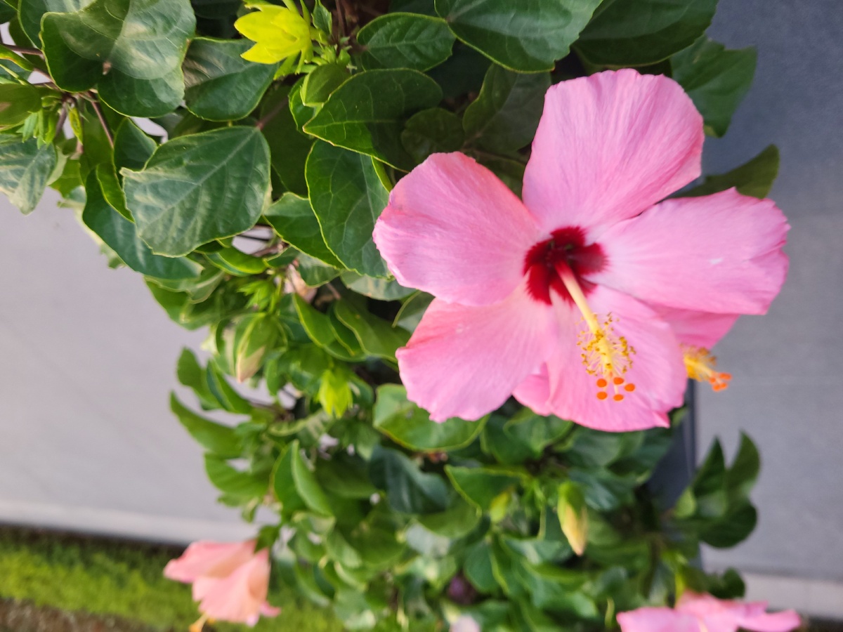 粉色朱槿花 - 不想修图的我 - 图虫