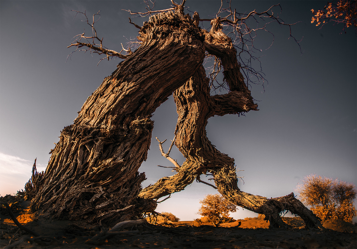 胡杨- 半炷尘香 - 图虫网 - 优质摄影师交流社区