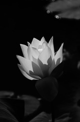 DSC04520.JPG