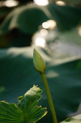 DSC04428.JPG