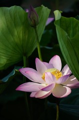 DSC04471.JPG