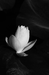 DSC04500.JPG