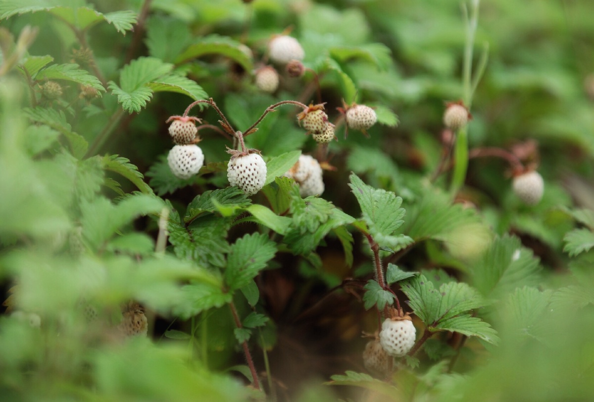 山中野草莓成熟了. - 观心念念着 - 图虫