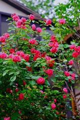 F8C50F15-3D71-4965-AD8B-5288A7C0F854/L0/001