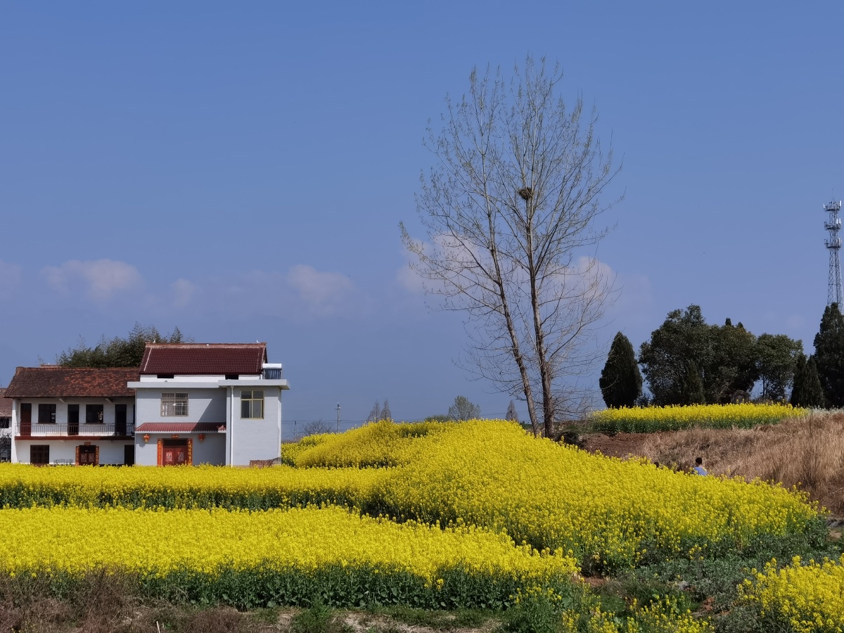 汉中的油菜花,每块地种植面积并不大,但是地势高低不平,因而油菜花