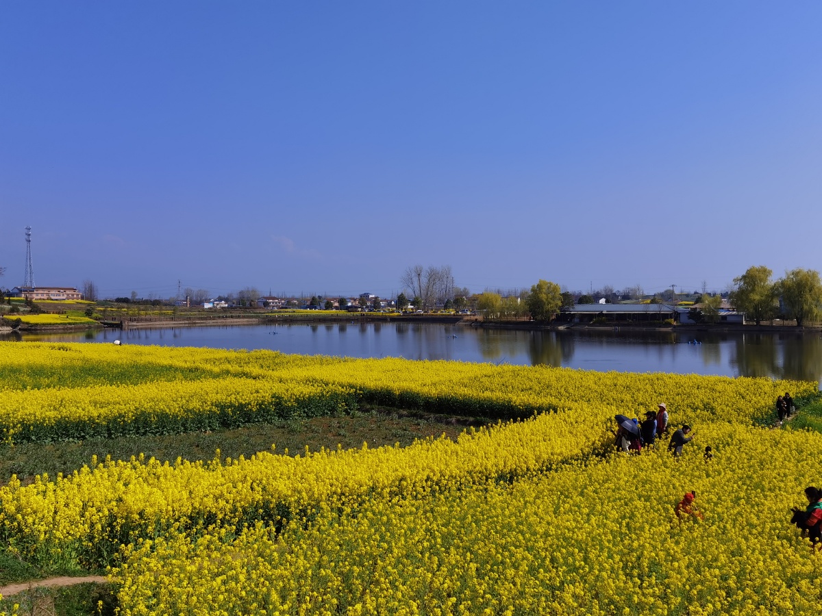 汉中的油菜花,每块地种植面积并不大,但是地势高低不平,因而油菜花